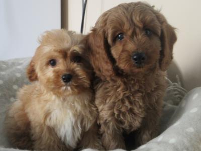 Cavapoo puppies in Carlow